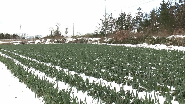 権右衛門がネギを育てている畑