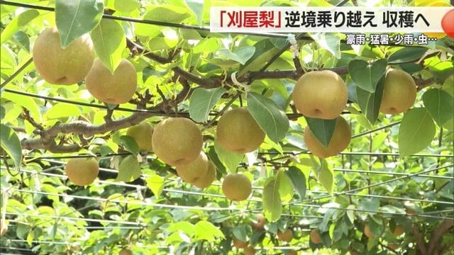 春の花咲くころのナシ畑もいいが、収穫時期のたわわに実ったナシを眺めるのもいい