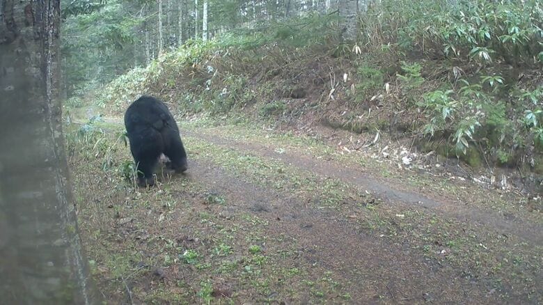 悠々と歩く巨大なクマの後ろ姿（撮影：黒澤徹也さん）