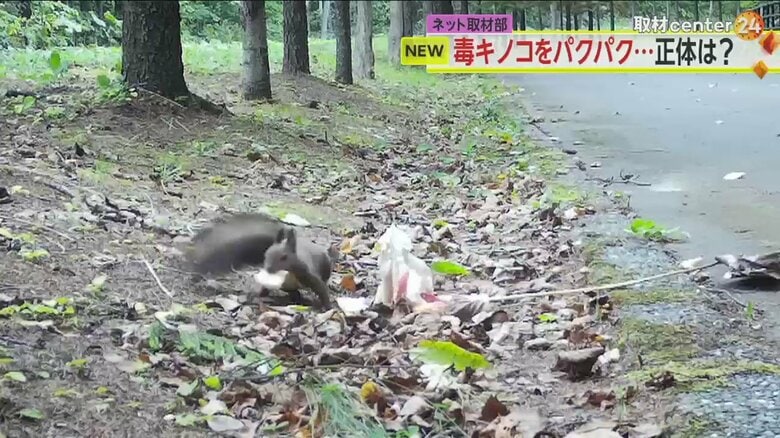 しっかり“お土産”をくわえて去って行った