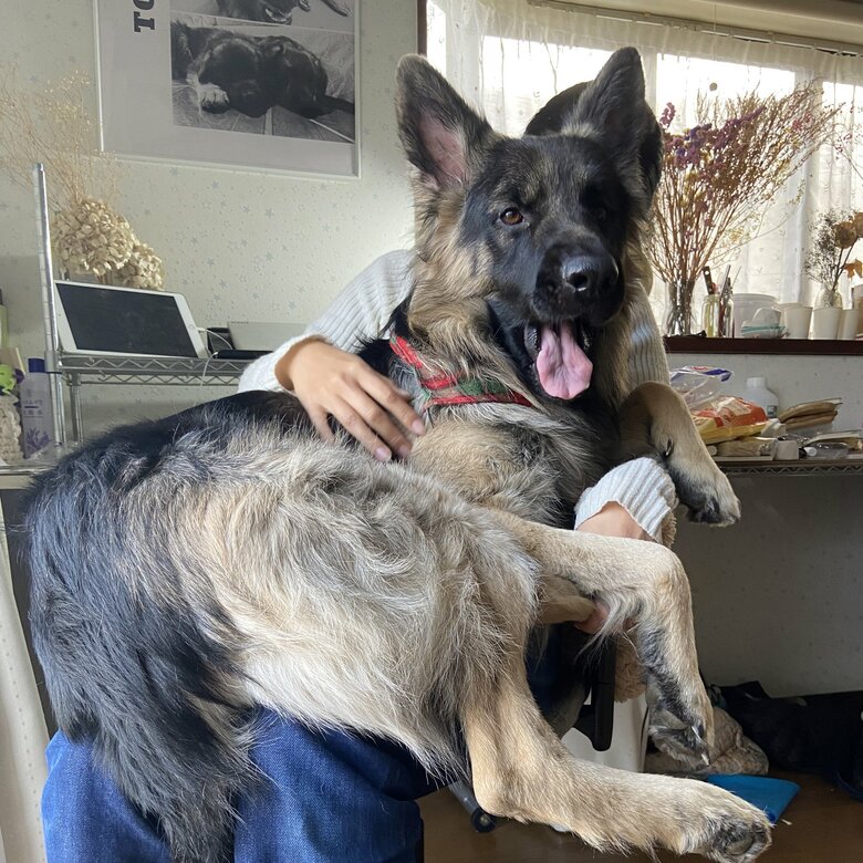 膝の上で抱っこしてもらうTOBIくん（提供：Tobi and Bobi シェパード兄弟犬さん）