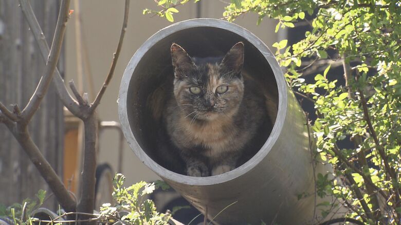 狭いところから見つめるネコ