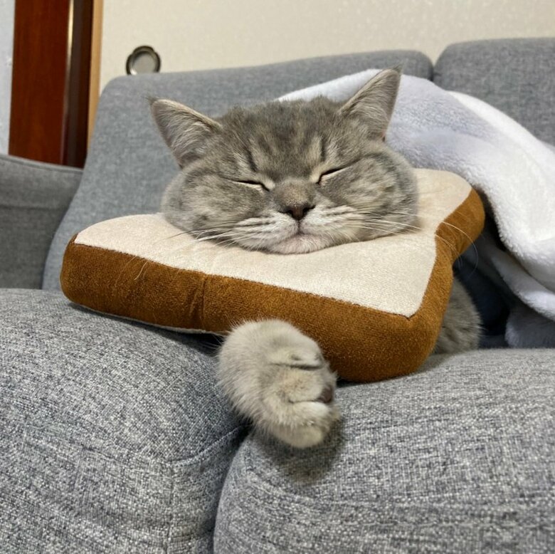 握手会？ないわしくん