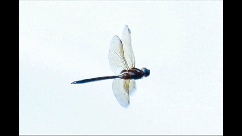 「マルタンヤンマ」　論文「赤坂御用地のトンボ相」より