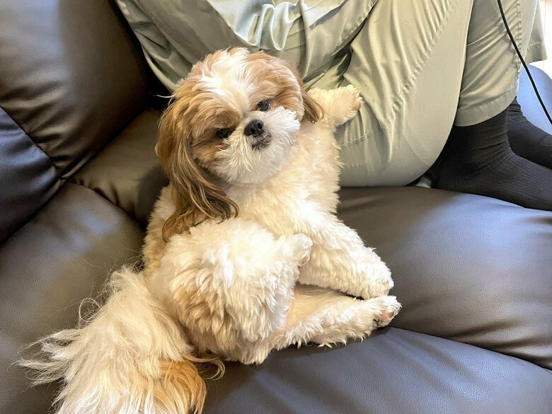 パパさんに寄りかかりながら飼い主さんをにらむ