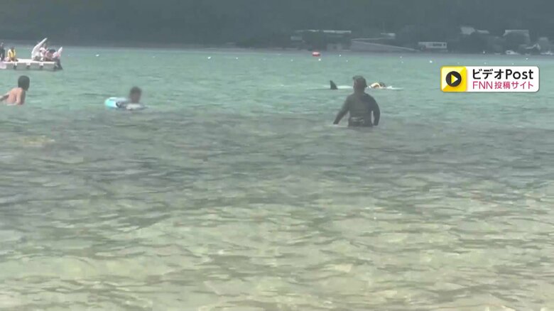 イルカが子どもを襲う一部始終④（全18枚）