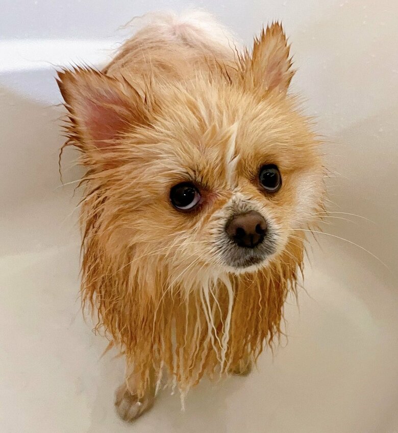 濡れるの嫌いなのに…と不満気