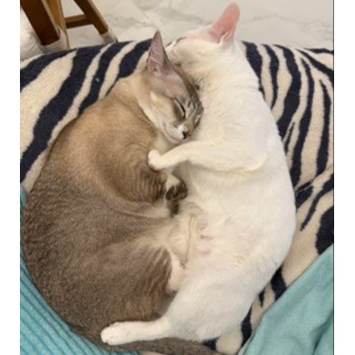 ルーク（左）とレイア（右）