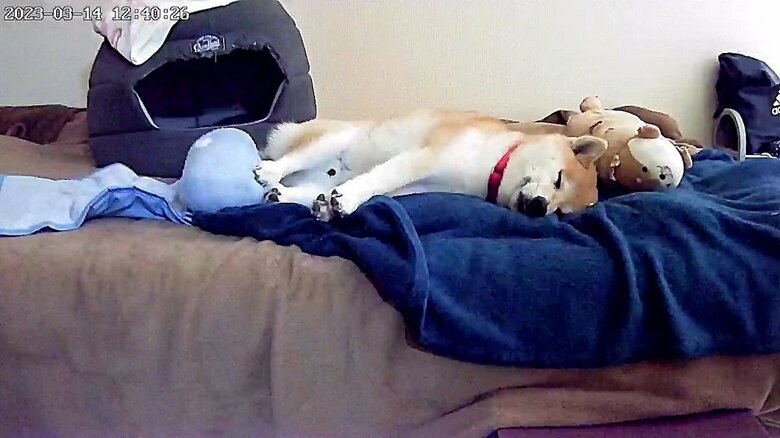 ペットカメラをのぞくと、いつ見てもぐうたらしているそう