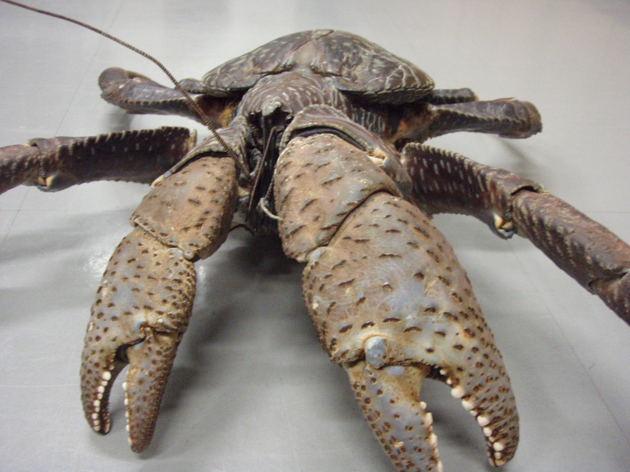 ヤシガニのハサミの硬さは 鋼鉄 並み 生物界最強級 の挟む力に耐えられる構造は特殊だった Fnnプライムオンライン ザリガニのハサミに指を挟まれて痛い経験を ｄメニューニュース Nttドコモ