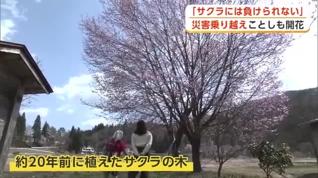 仙北市西木町上桧木内の桜、水害乗り越え開花　「必ず春は来る」　特別な思いで桜見つめる旅館の女将　秋田