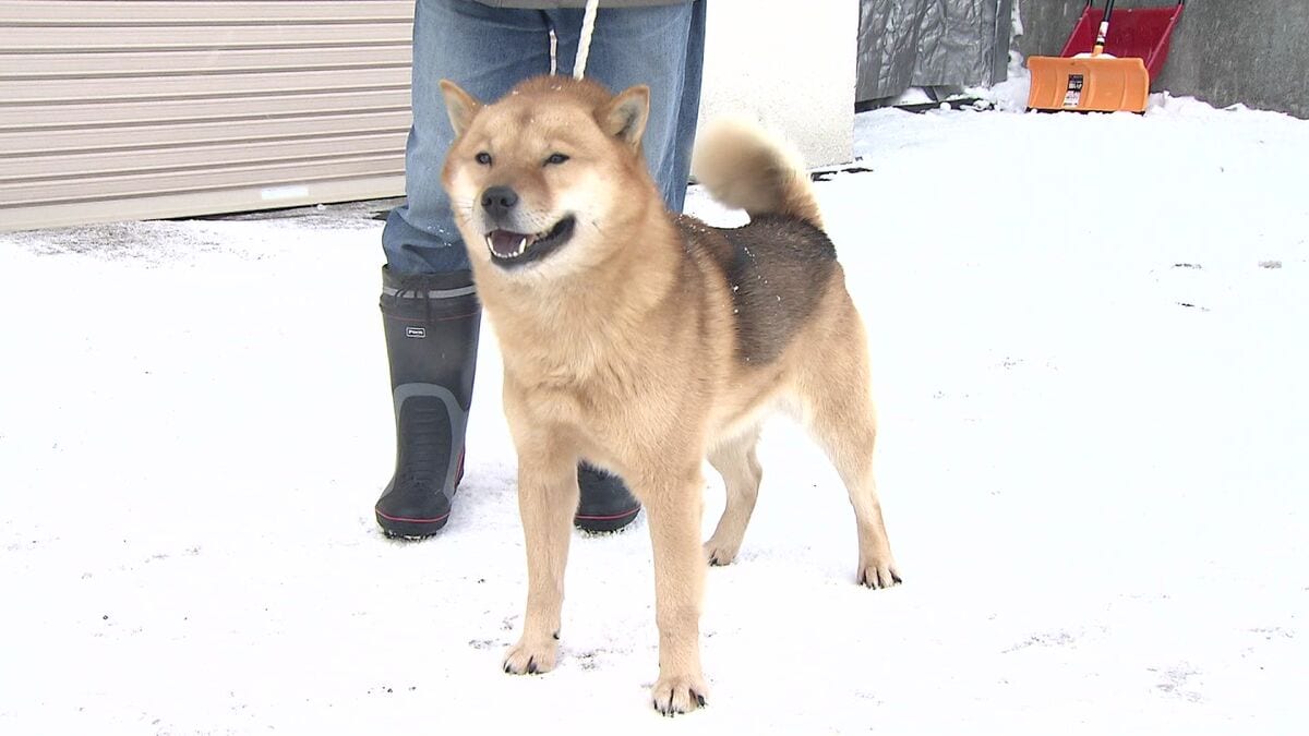 天然記念物「北海道犬」赤ちゃん誕生の一方 減少でピンチ CMの