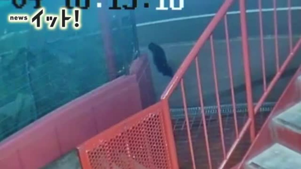 クマだ！」→ネコでした→翌日「また出た！」→揺れる木でした“クマ
