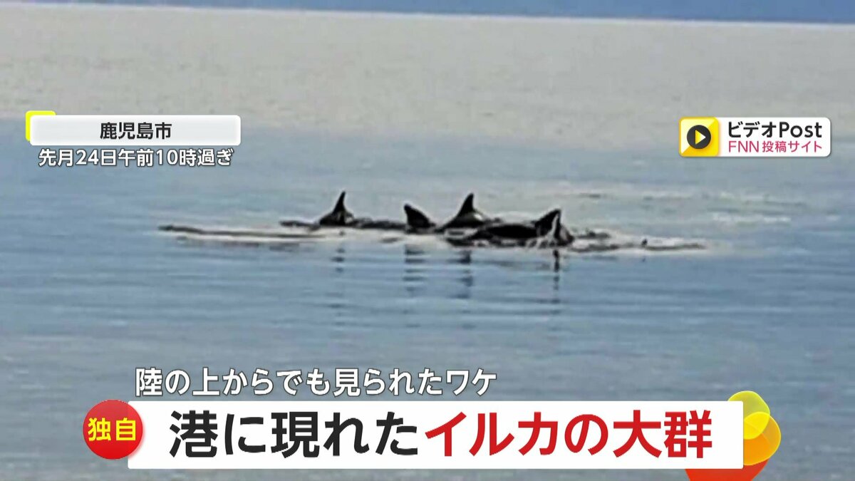 いるか イルカと泳げる「イルカ島」へ行ってみた｜【西日本新聞me】