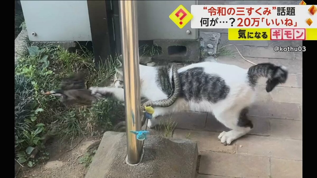 令和の三すくみ】鳥を襲う野良ネコに巻き付くヘビ “三つどもえの戦い