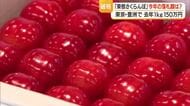 豊洲市場で過去最高タイ1キロ150万円で落札・東根さくらんぼ「佐藤錦」　大丸東京店で販売　山形