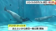 シロイルカのかわいい姿を完全公開「最初はドキドキも今は安心」“アーリャ子”と“アンナ子”の名前募集