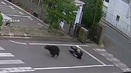 福島で緊急銃猟から逃げたクマ　市長が緊急会見　麻酔命中も薬注入されず　興奮状態で対応が困難　現在も捕獲至らず