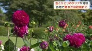 県立農業科学館で色鮮やかなダリアが見頃迎える　秋田・大仙市