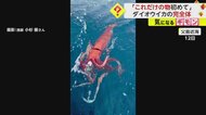 【漁師10年で初】父島近海で“完全体”ダイオウイカが釣り上がる…