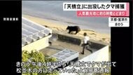 日本三景「天橋立」にクマ１頭が出没　オスの成獣か　約６時間うろつき海で泳ぎ…麻酔銃で捕獲　京都・宮津市