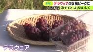 皮ごとや冷たいデザート等にも…『デラウェア』の収穫が最盛期 例年通り甘く程よい酸味に 愛知県安城市