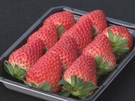 寒暖差が大きくなったことで糖度増す…クリスマスを前にイチゴ『紅ほっぺ』の収穫が最盛期 愛知県安城市