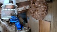 【異変】猛暑の影響か？スズメバチの凶暴化、巣の巨大化も　ハン…