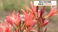 里山に秋の気配　早咲きのヒガンバナ「キツネノカミソリ」咲き始める（島根・美郷町）　