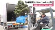 １０倍の高値で取引きも　四国中央市特産・赤石五葉松などブランド盆栽をヨーロッパへ輸出【愛媛】