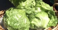 いま「レタス」がお買い得　478品目の“食料品”値上げラッシュの中…5月前半までは平年下回る価格、その後は平年並みに