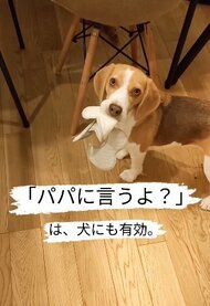 「パパに言うよ」は犬にも有効？ピタリといたずらをやめる愛犬がまるで人間…どんなパパなのか聞いてみた