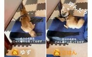 自分の名前を間違えている？「ごはん」と呼ばれたときだけ振り向く柴犬…なぜ名前に反応しない？飼い主に聞いた