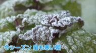 厳しい冷え込み　宮崎県内ほとんどの観測地点で氷点下を記録　五ヶ瀬町は-8.4℃