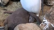 首が曲がってる!? 赤ちゃんペンギンの寝相が衝撃的…大丈夫なの? 担当者に聞いてみた
