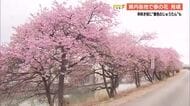 早咲きの『河津桜』　高知市大津・国分川沿いで見頃　今週末も楽しめる