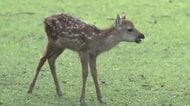 【速報】奈良公園のシカ「過去最多の1687頭」と判明　去年より222頭増加　「過密状態」と指摘の“神の使い”　「奈良の鹿愛護会」が調査