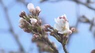 長野市で「ソメイヨシノ」開花宣言　過去3番目の早さ　桜の名所・城山公園は週末に見ごろか