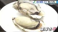 「春のカキが一番おいしい」 さらに濃厚で大きさ1.5倍ほどに　生育が遅れた分、旬も長く【広島発】