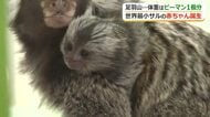 体重わずか38グラム　世界最小級のサル・コモンマーモセットの赤ちゃん誕生　愛くるしい丸顔と丸い瞳　福井市の足羽山公園遊園地「ハピジャン」