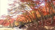 3連休最終日は列島大混雑　紅葉見頃でモミジ狩り　箱根は大渋滞　各地で秋のイベント…宮崎では日本初のスナック・フェス
