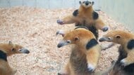 威嚇なのに「カワイイしかない」アリクイ兄弟にほっこり…鼻息で“意思疎通”をすることも?どんな威嚇だったのか飼育員に聞いた