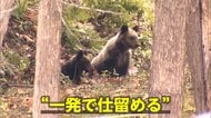 “災害級”クマ被害…各地で出没続き緊急銃猟も　警察官がライフル銃で駆除可能に…仕留めきれず“手負いグマ”の危険も