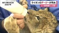とべ動物園のライオン・デージー死ぬ 子供の時はCMにも出演 寝室で倒れているのを発見【愛媛】