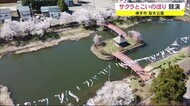 サクラとこいのぼりの競演 秋田・横手市