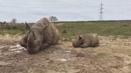 イギリス動物園 クロサイ赤ちゃん 家にいる人に向け動画公開