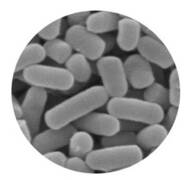 トウモロコシ由来の「乳酸菌」で髪が“ふさふさ”に！？抜け毛が減る効果を発見した日清食品ホールディングスに聞いた