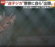 目撃相次いだ“迷子のシカ”警察施設に“出頭”　2時間にらみ合いの末に捕獲　奈良県受け入れ否定も大阪府内で調整へ