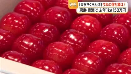 豊洲市場で過去最高タイ1キロ150万円で落札・東根さくらんぼ「佐藤錦」　大丸東京店で販売　山形