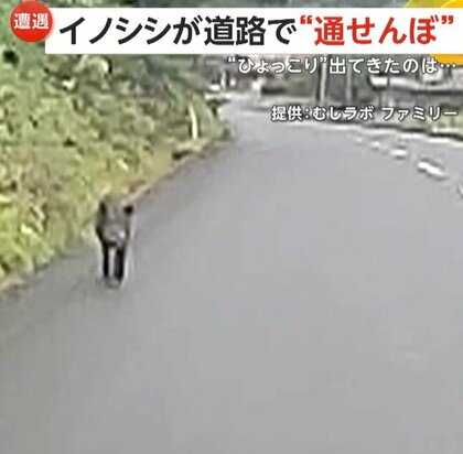 「しっぽフリフリしてかわいいけれど…」車に近づく警戒心ゼロのイノシシ　車の前にひょっこり現れた2匹のアライグマ